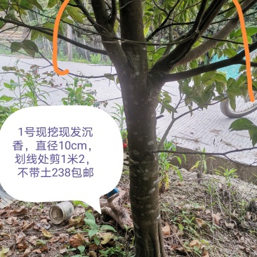 沉香树下山桩沉香树