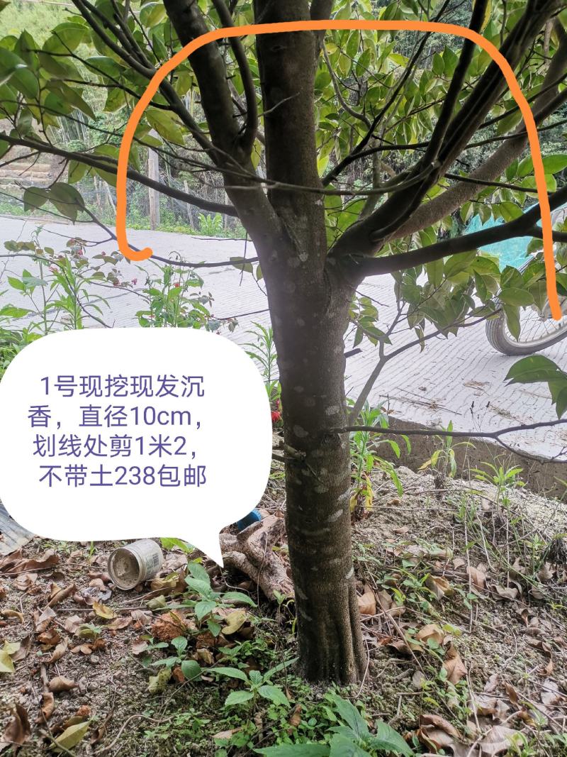 沉香树下山桩沉香树