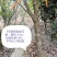 沉香树下山桩沉香树