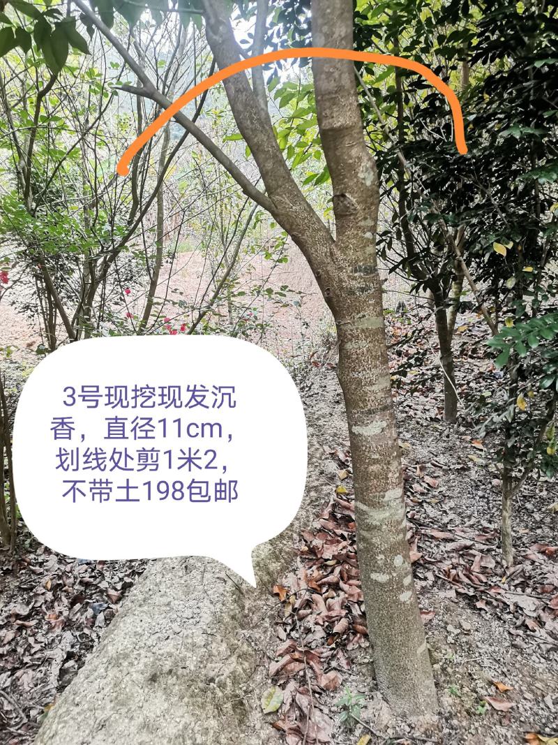 沉香树下山桩沉香树