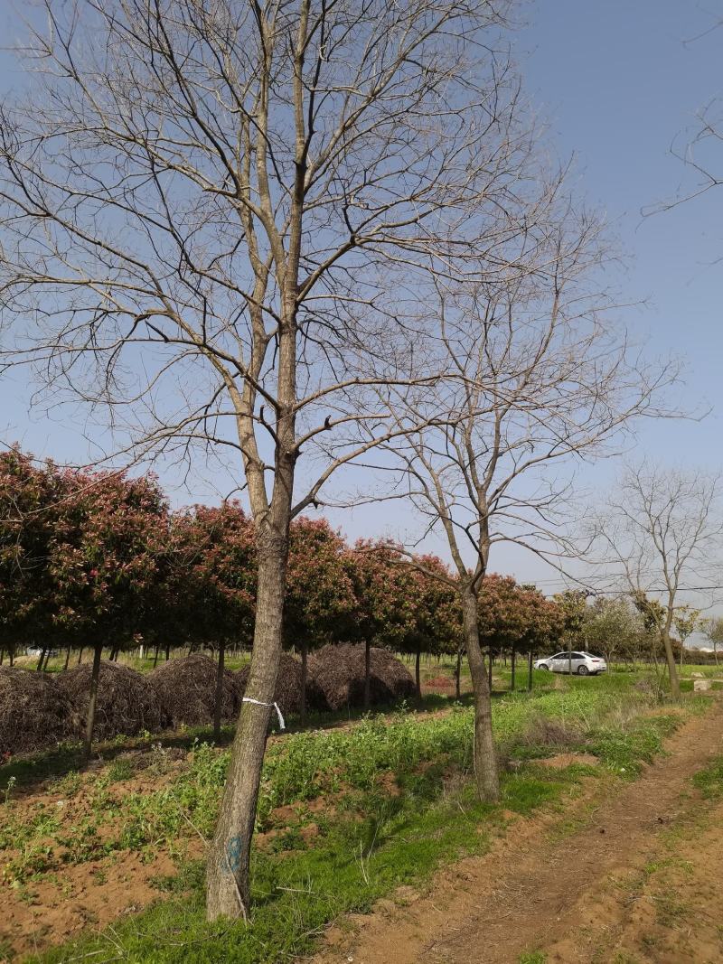 红叶石楠树苏北地起耐寒精品独杆石楠高杆石楠树单杆石楠