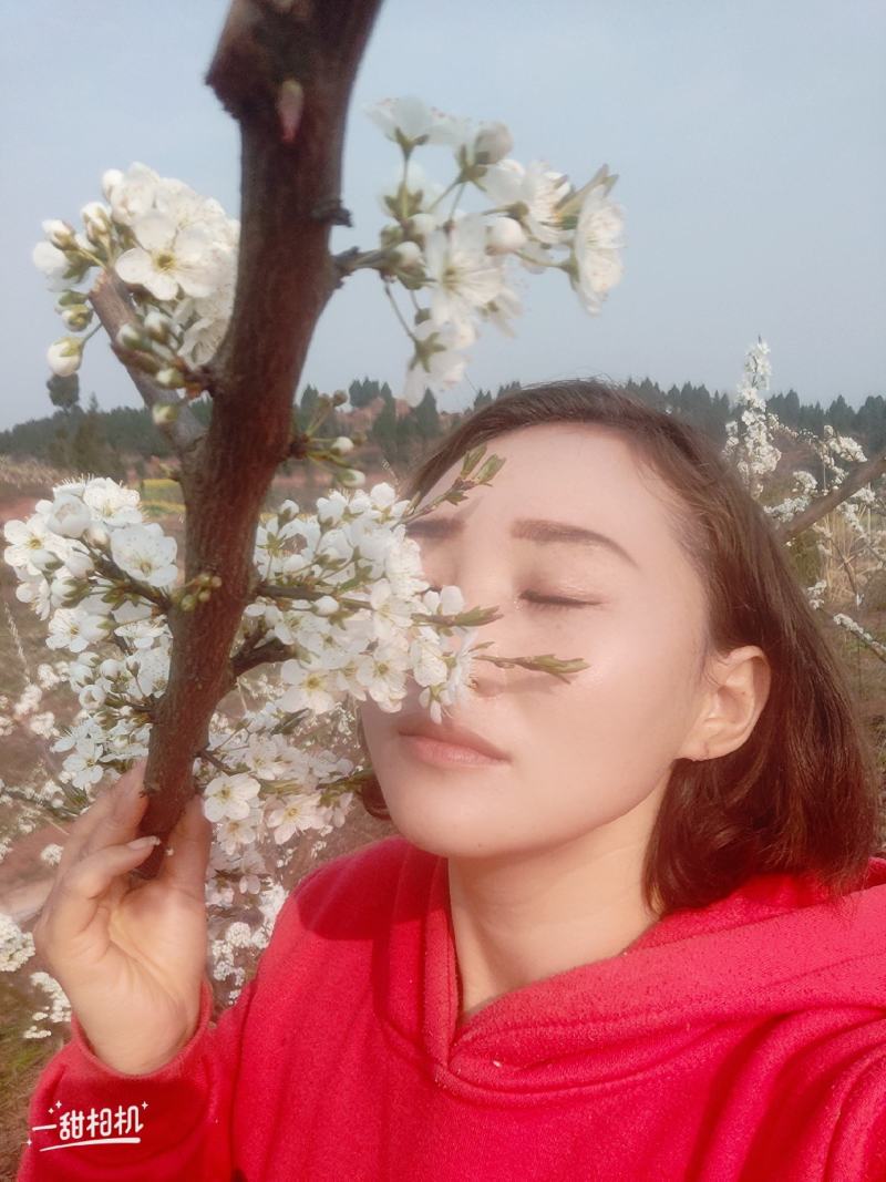 万亩凤凰李子基地发货