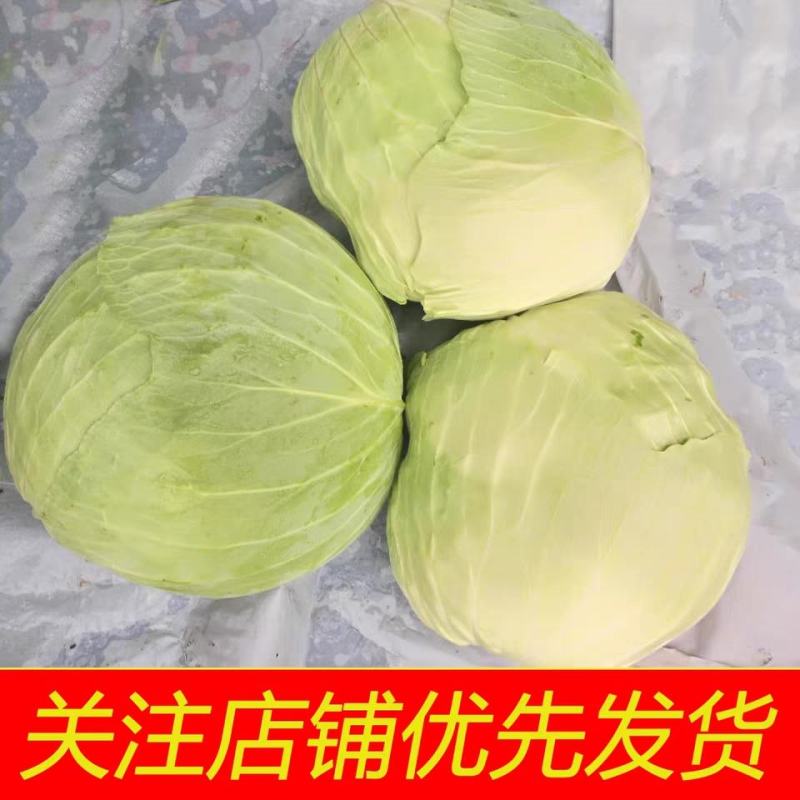 精品旺旺甘蓝2~3斤产地直销物美价廉大量有货