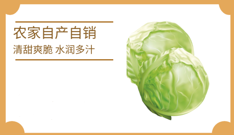 精品旺旺甘蓝2~3斤产地直销物美价廉大量有货