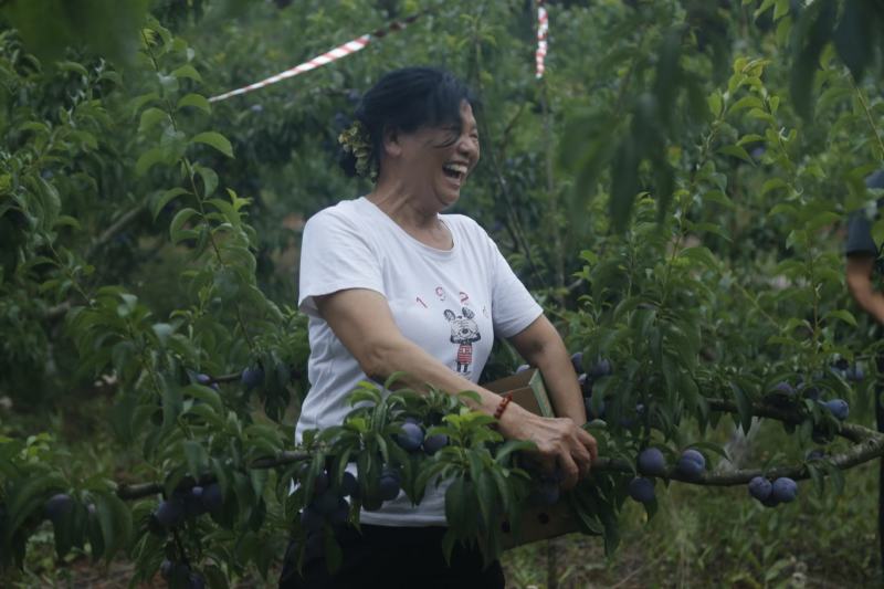 万亩凤凰李子基地发货