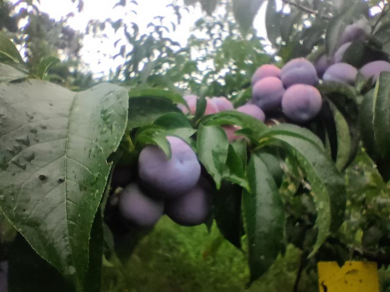 万亩凤凰李子基地发货