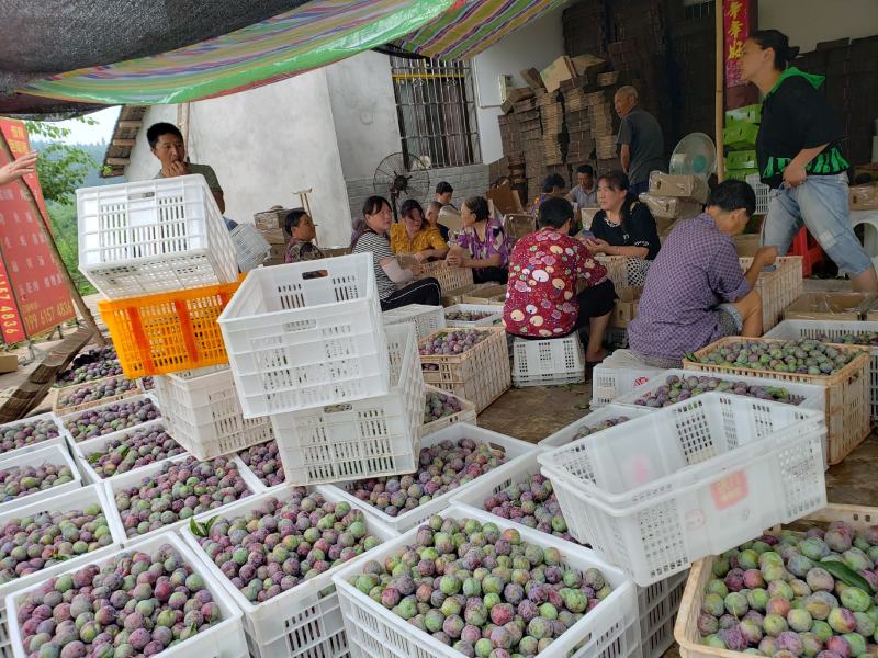 万亩凤凰李子基地发货
