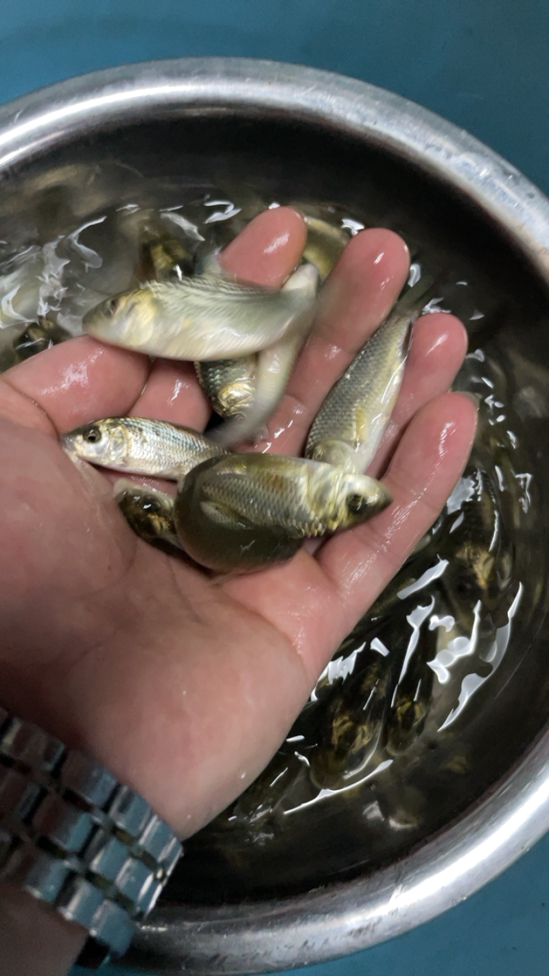 金背鲤鱼苗，花背鲤，技术孵化优质良种苗生长速度快。