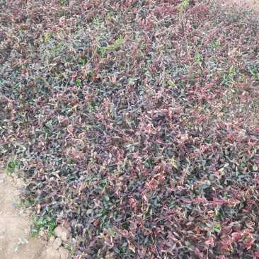 自己家苗圃精品小叶扶芳藤，需要的打电话