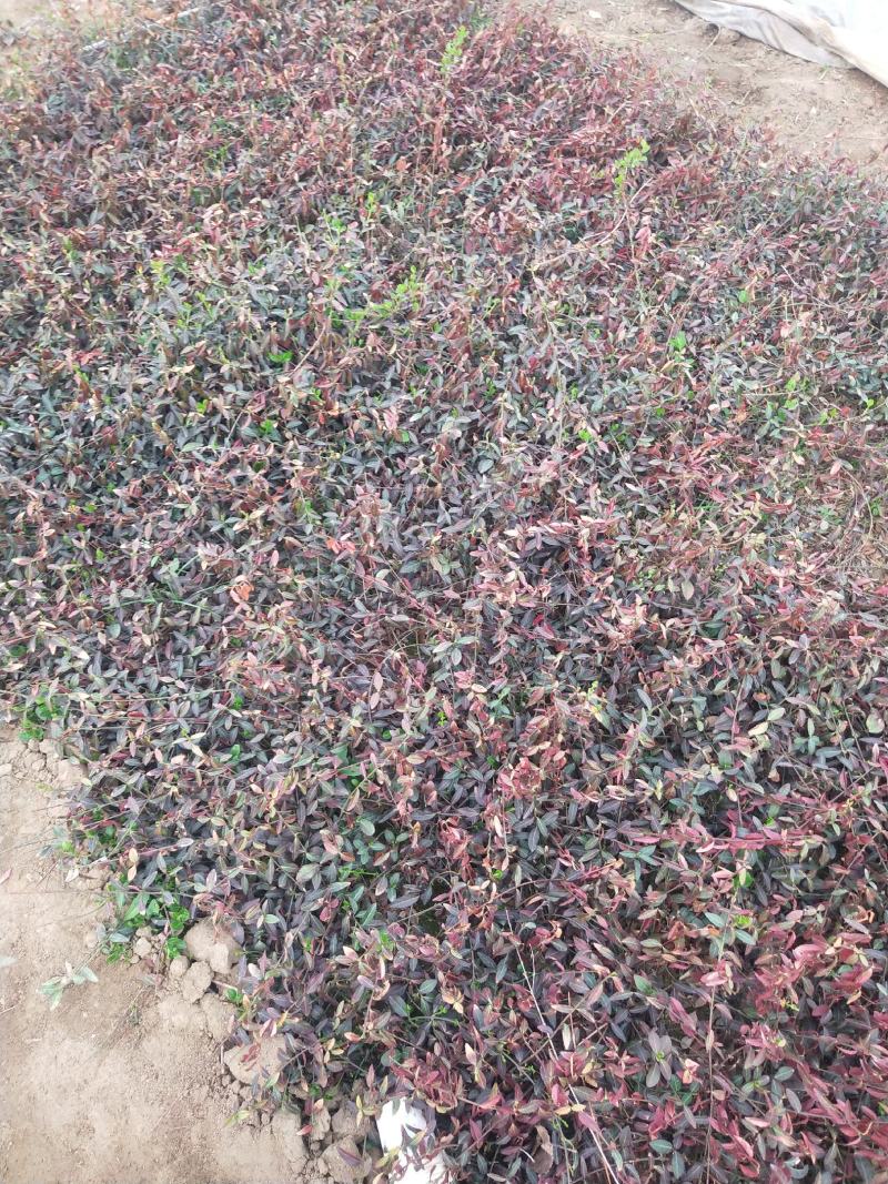 自己家苗圃精品小叶扶芳藤，需要的打电话