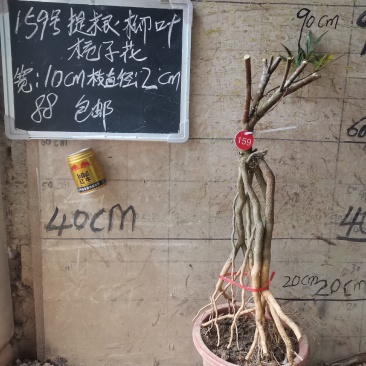提根栀子花柳叶栀子花小叶栀子花