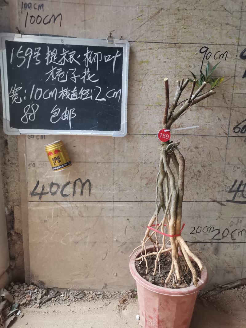 提根栀子花柳叶栀子花小叶栀子花