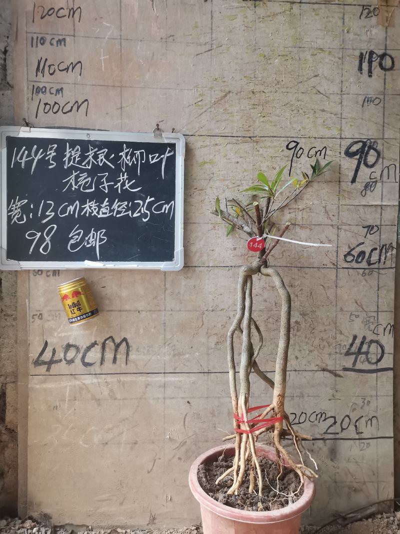 提根栀子花柳叶栀子花小叶栀子花