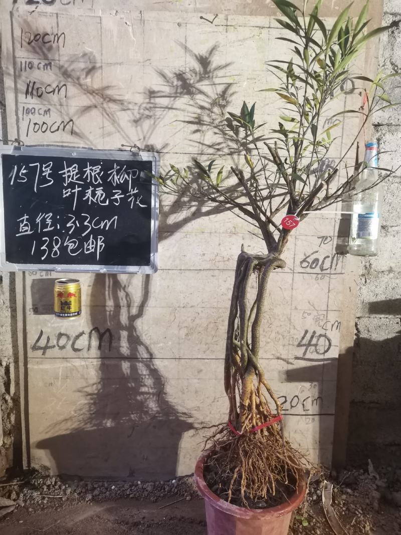 提根栀子花柳叶栀子花小叶栀子花