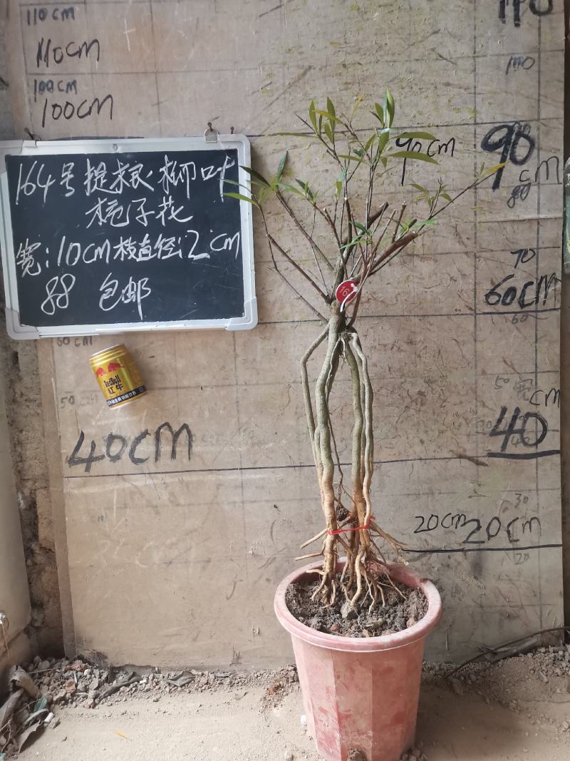 提根栀子花柳叶栀子花小叶栀子花