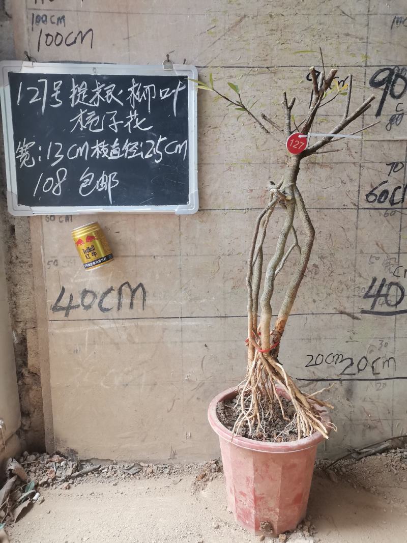 提根栀子花柳叶栀子花小叶栀子花