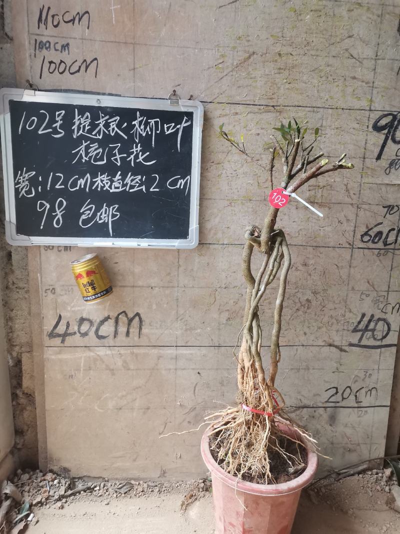 提根栀子花柳叶栀子花小叶栀子花