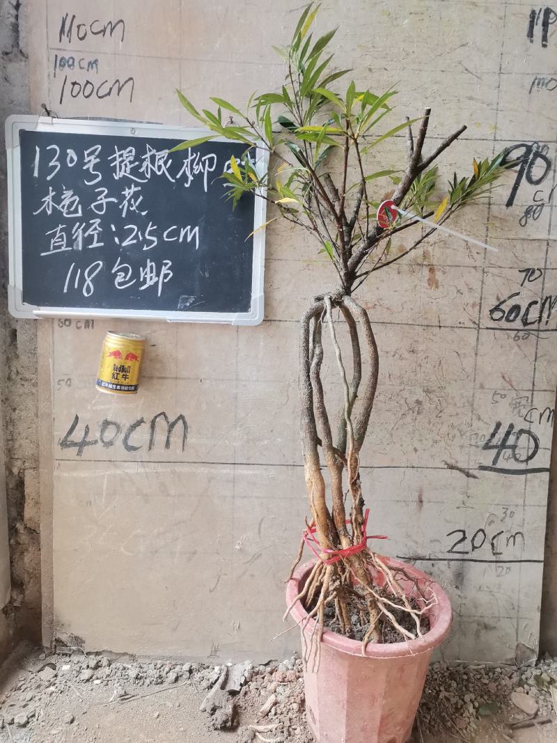 提根栀子花柳叶栀子花小叶栀子花
