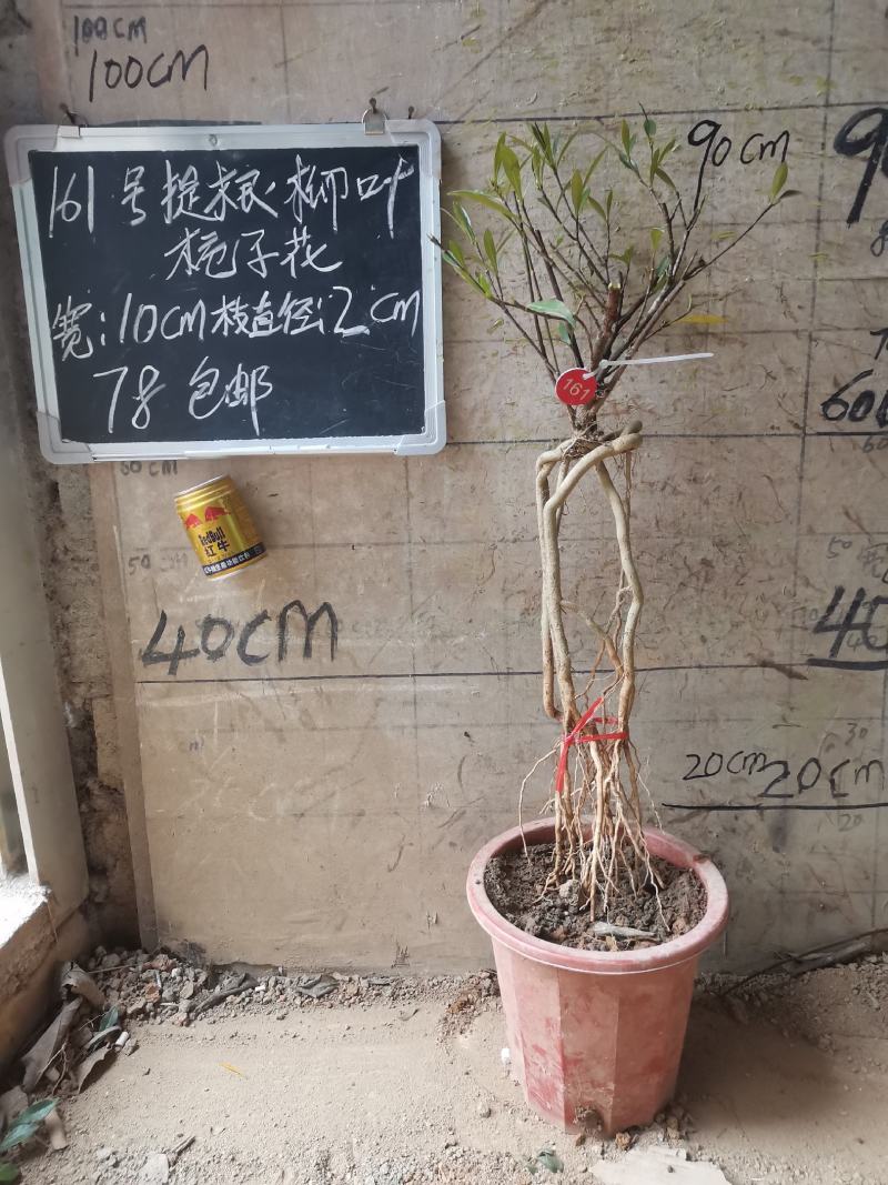 提根栀子花柳叶栀子花小叶栀子花