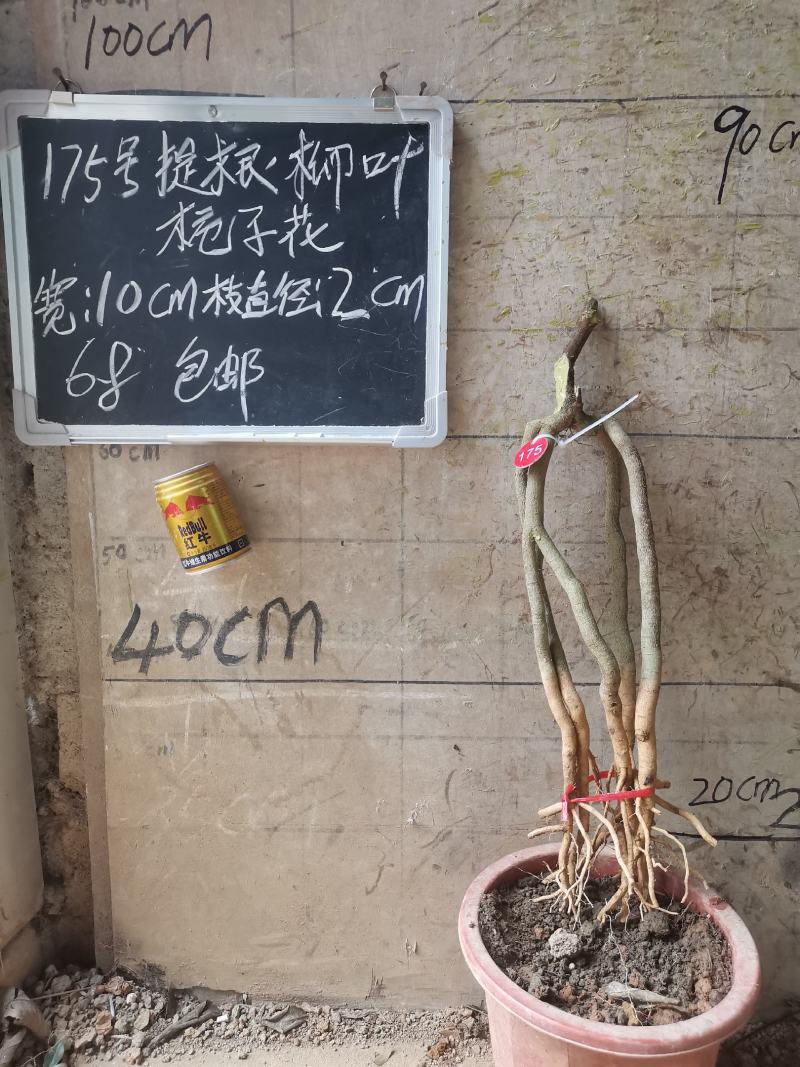 提根栀子花柳叶栀子花小叶栀子花