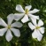 提根栀子花柳叶栀子花小叶栀子花