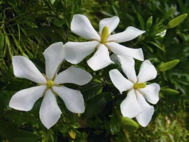 提根栀子花柳叶栀子花小叶栀子花