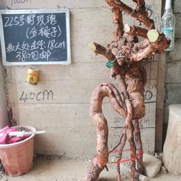 野玫瑰金樱子盆栽盆景