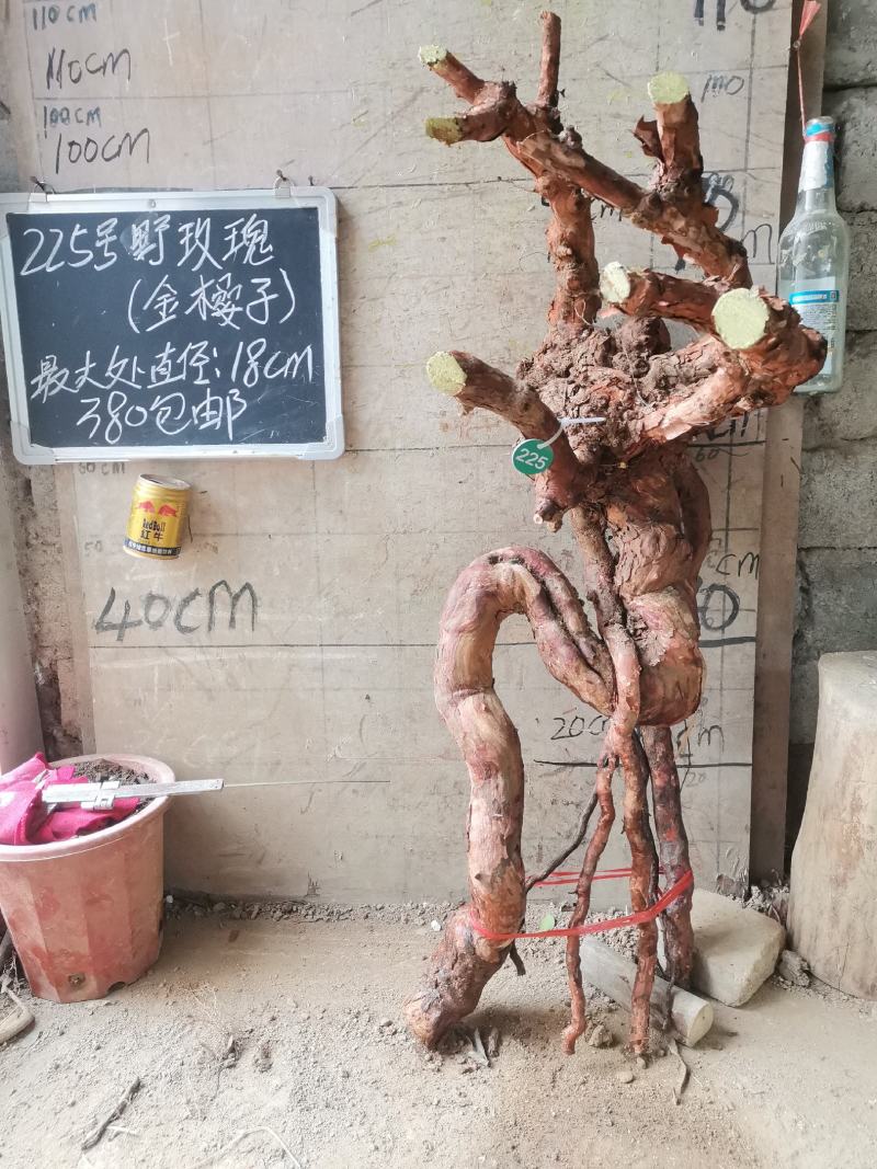 野玫瑰金樱子盆栽盆景