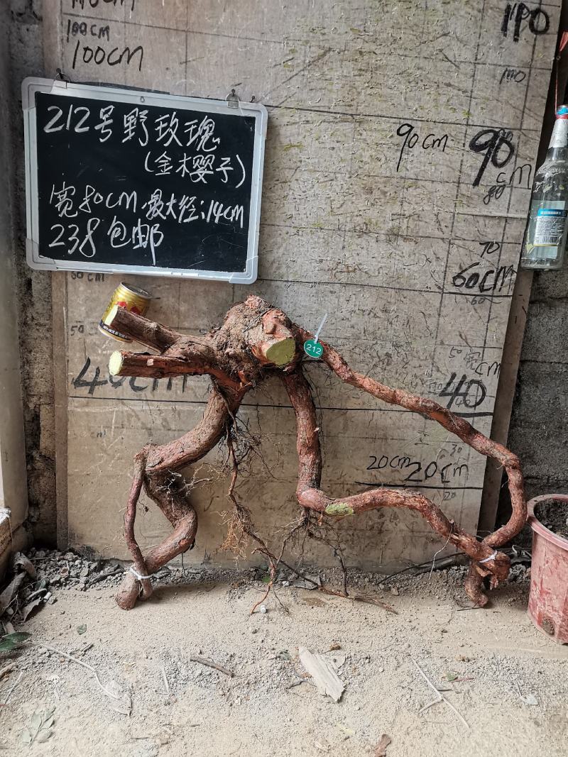 野玫瑰金樱子盆栽盆景