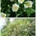 野玫瑰金樱子盆栽盆景