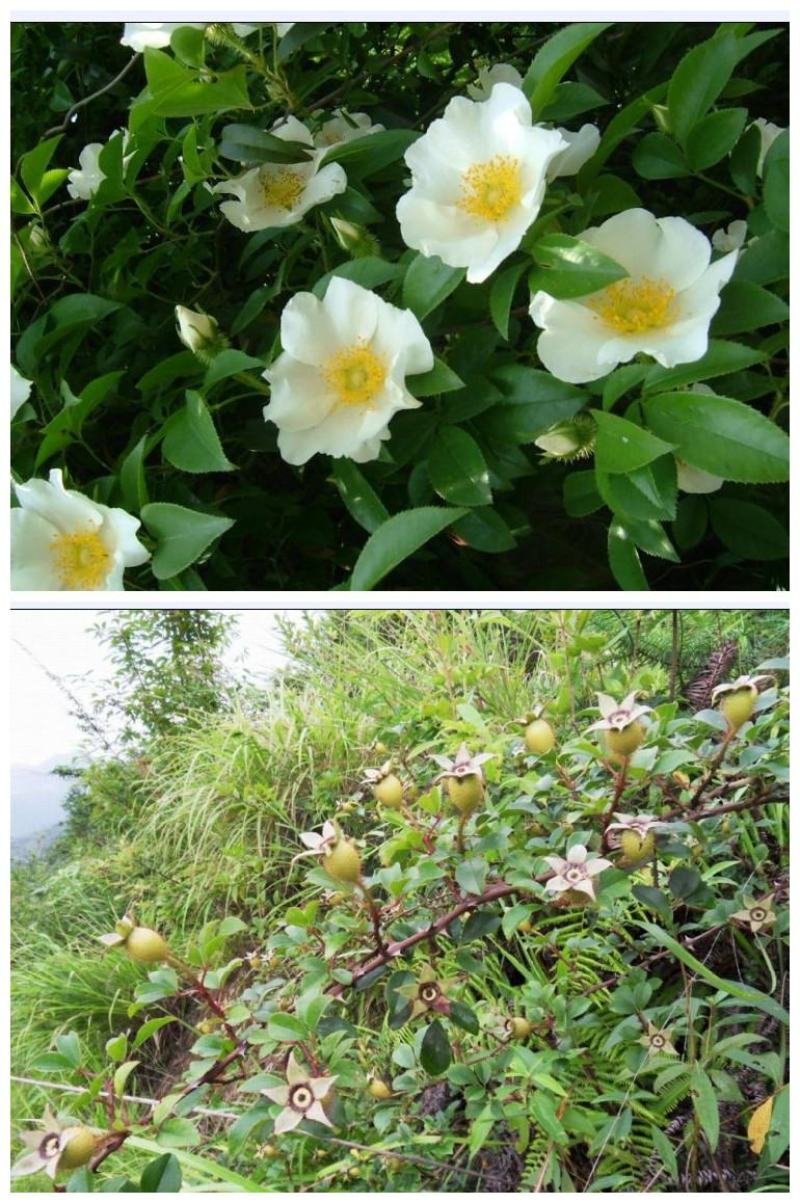 野玫瑰金樱子盆栽盆景
