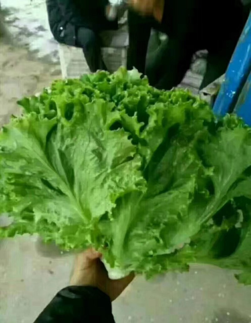 河北永年精品散叶生菜大量供应中，可供大型批发市场和超市