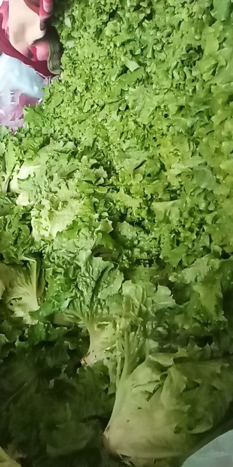 河北永年精品散叶生菜大量供应中，可供大型批发市场和超市