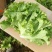 河北永年精品散叶生菜大量供应中，可供大型批发市场和超市