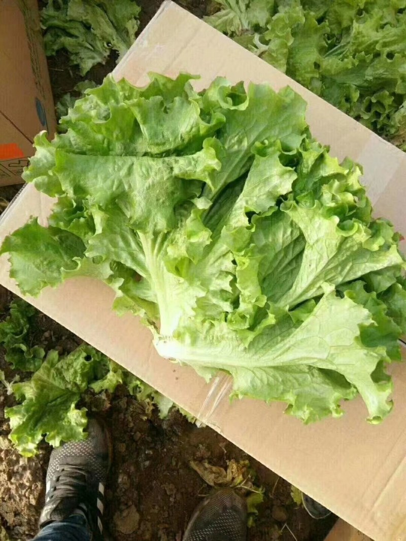 河北永年精品散叶生菜大量供应中，可供大型批发市场和超市
