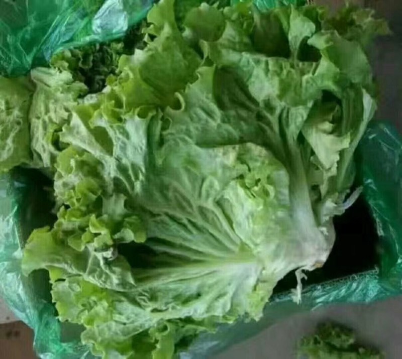 河北永年精品散叶生菜大量供应中，可供大型批发市场和超市