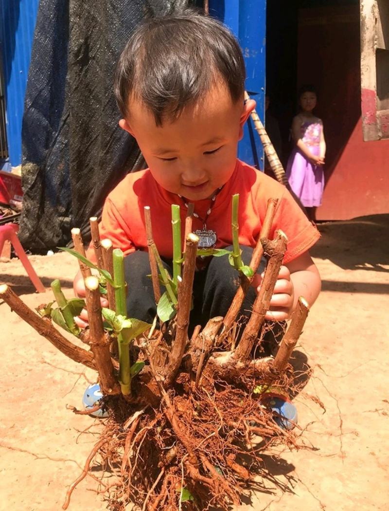 绣球老桩耐寒老桩无尽夏绣球花苗盆栽八仙花大花阳台庭