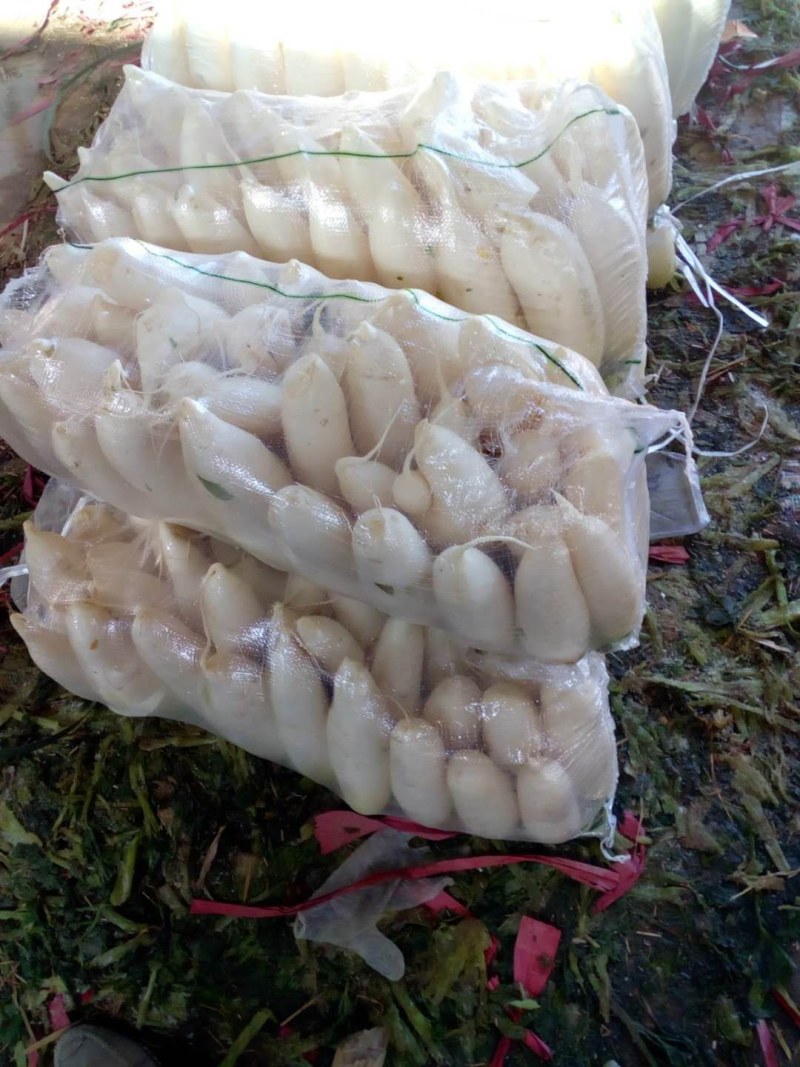 河北永年精品白萝卜大量供应中，可供大型批发市场.超市食堂