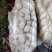 河北永年精品白萝卜大量供应中，可供大型批发市场.超市食堂