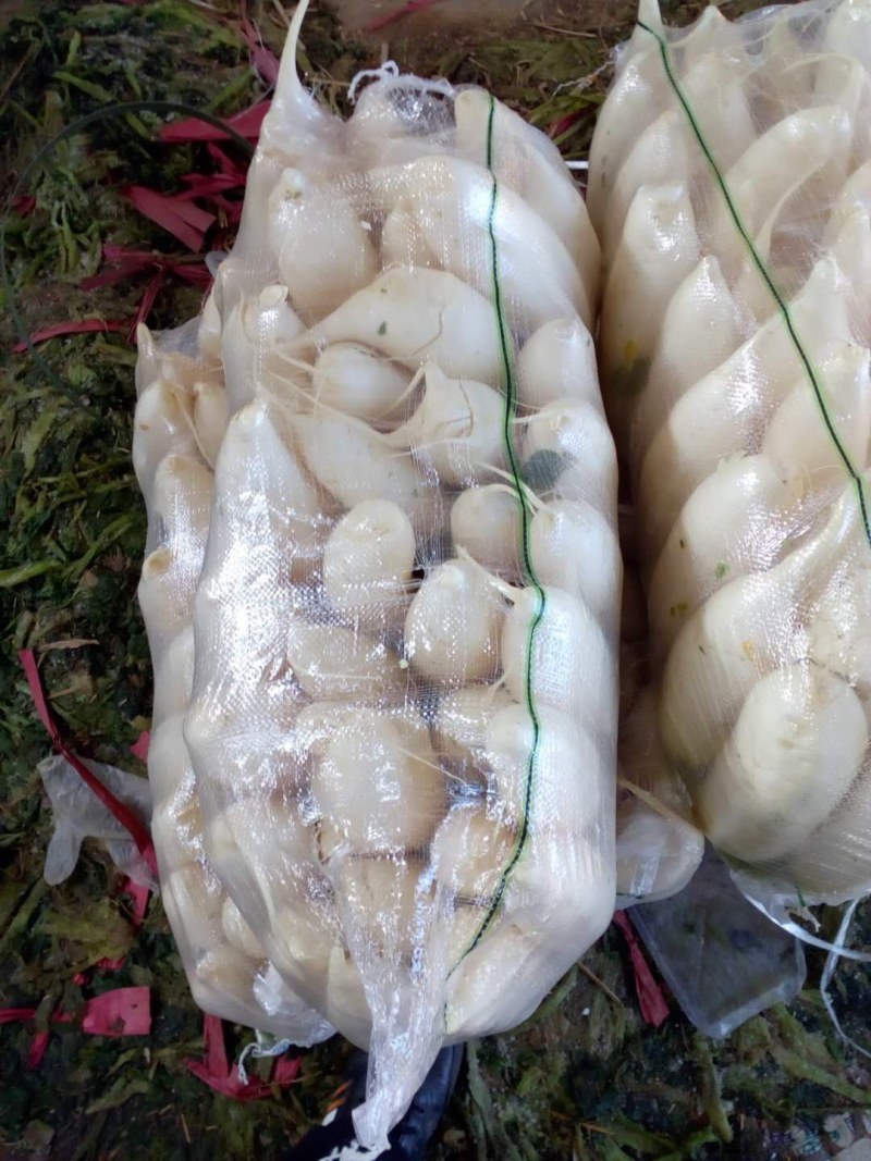 河北永年精品白萝卜大量供应中，可供大型批发市场.超市食堂