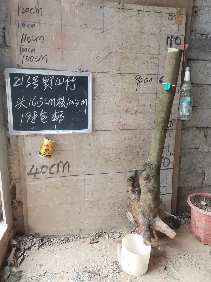 野山竹树岭南山竹树盆栽盆景