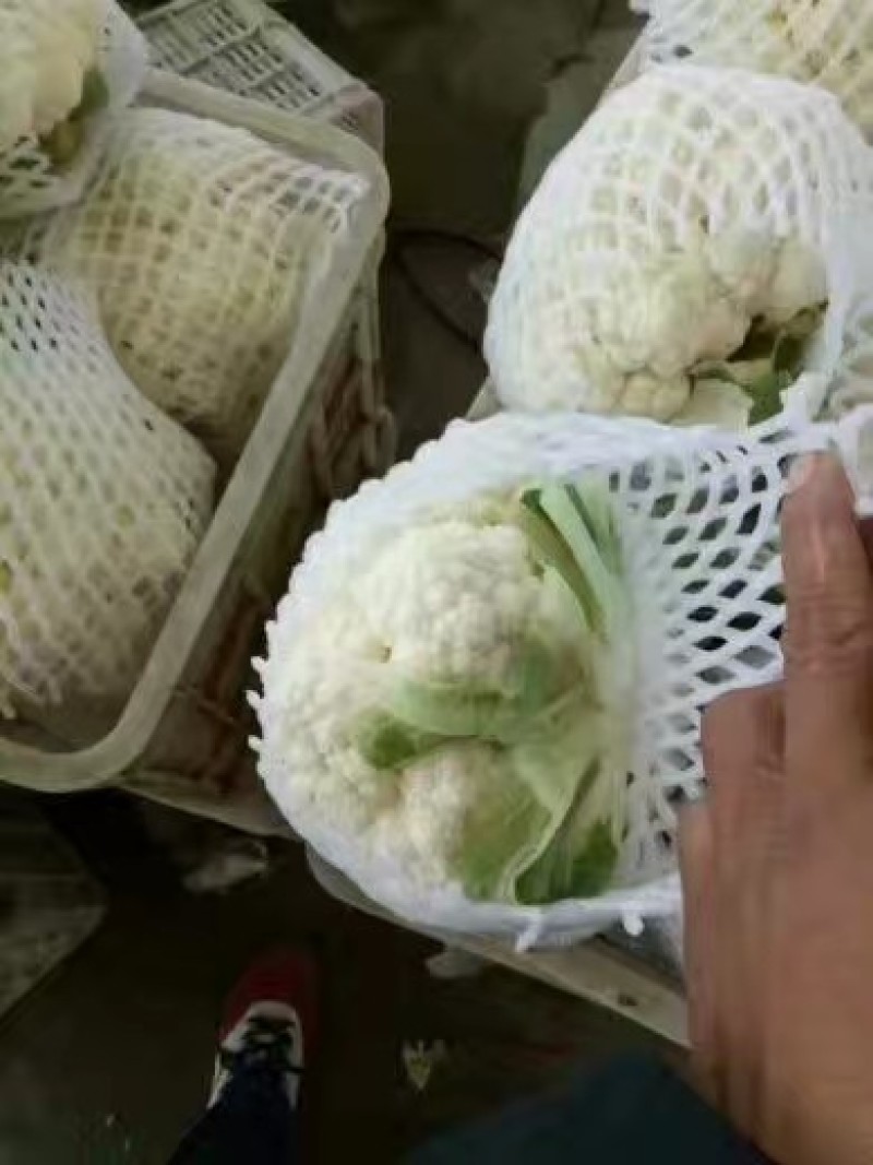 河北永年精品花菜大量供应中，可供大型批发市场超市和加工厂