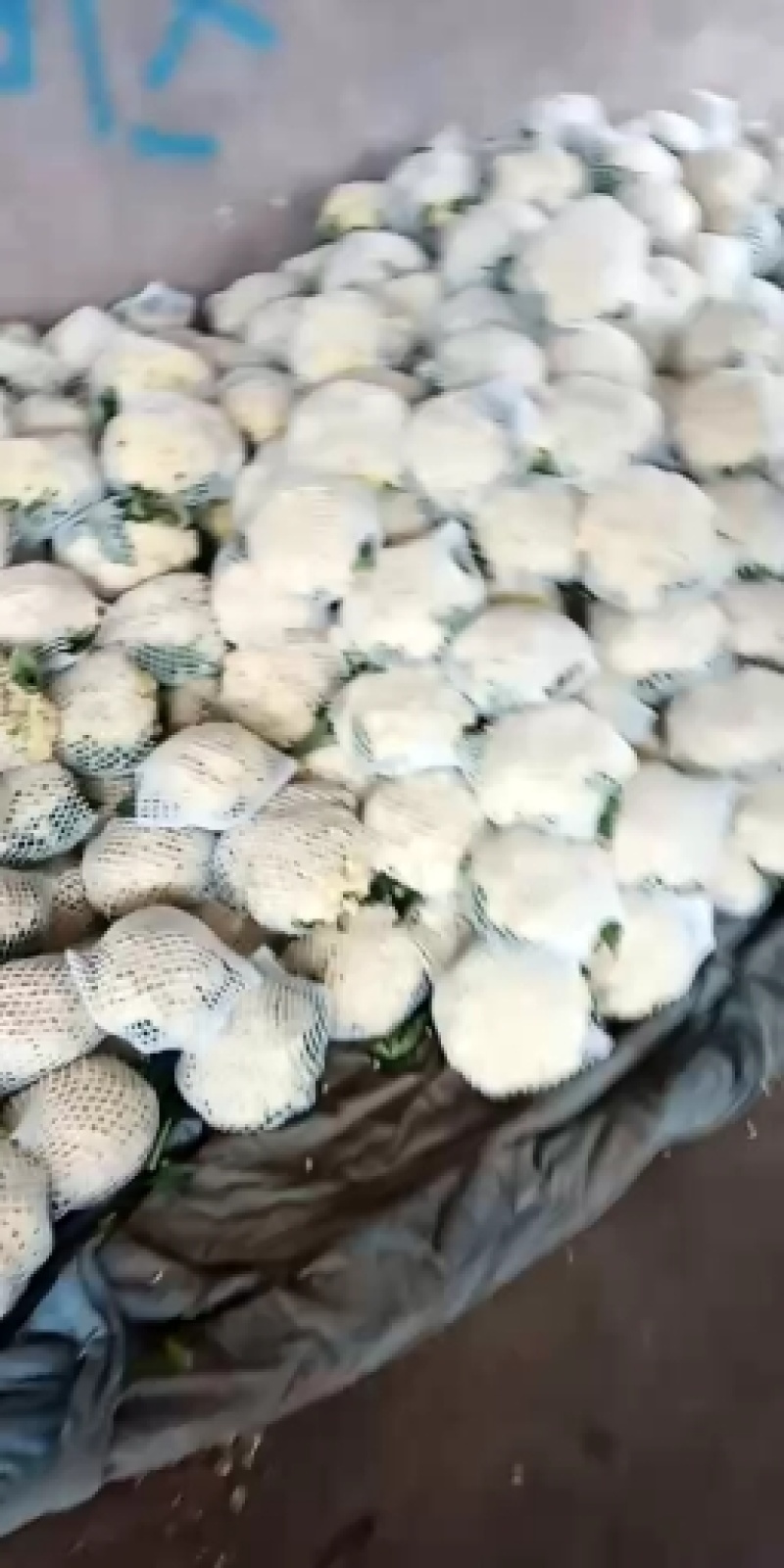河北永年精品花菜大量供应中，可供大型批发市场超市和加工厂