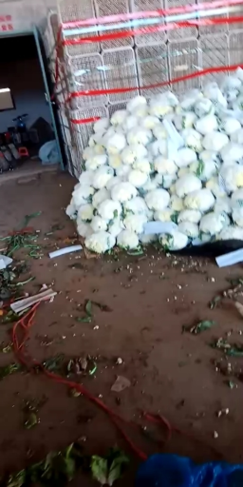河北永年精品花菜大量供应中，可供大型批发市场超市和加工厂