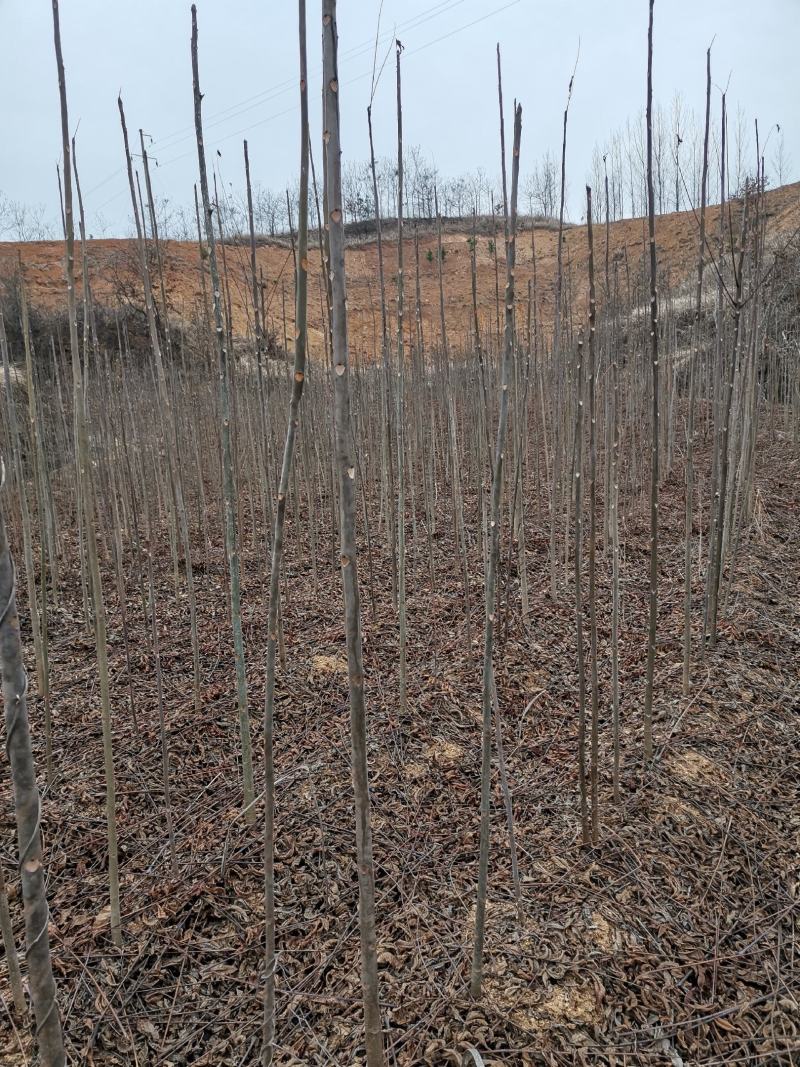 本基地香椿苗大量有售