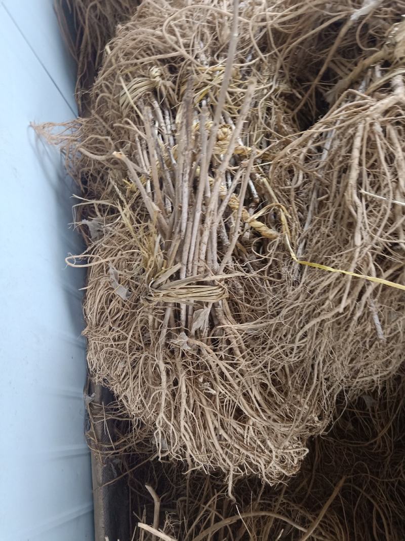 刺嫩芽各种规格苗！高度十公分到一