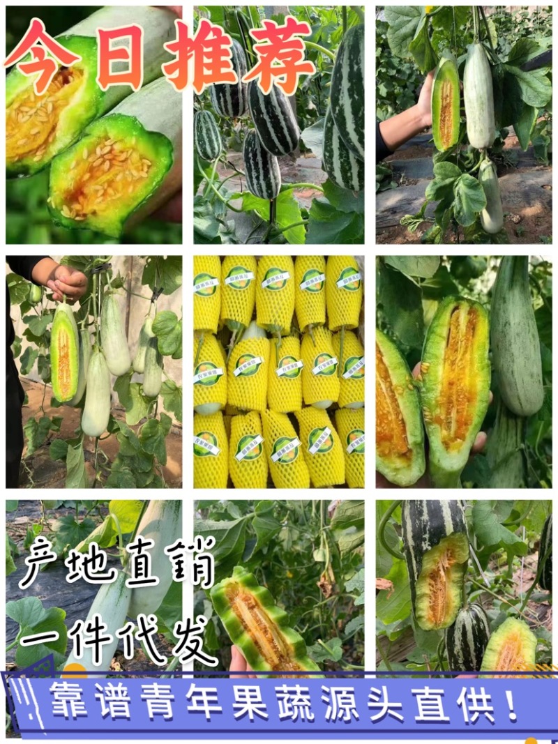博洋9博洋61甜瓜万亩基地直供质优价廉大量供货