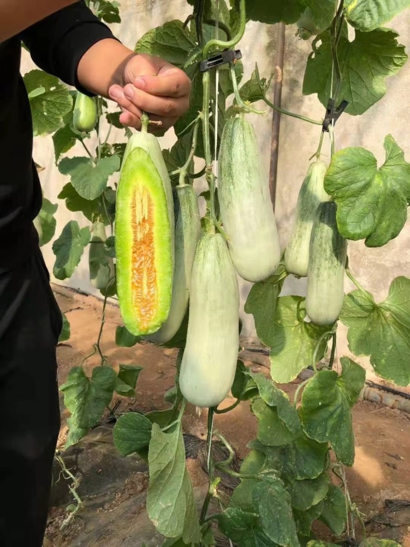 博洋9博洋61甜瓜万亩基地直供质优价廉大量供货