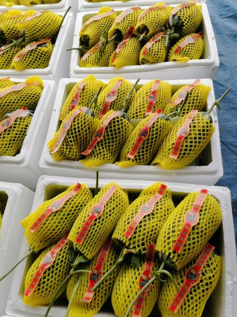 博洋9博洋61甜瓜万亩基地直供质优价廉大量供货