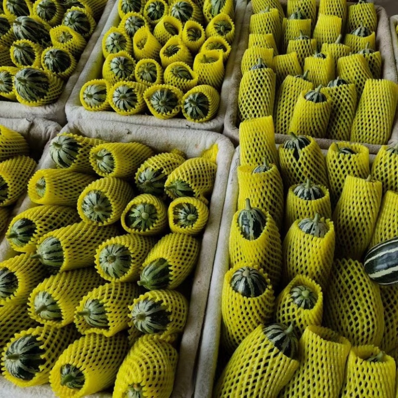 博洋9博洋61甜瓜万亩基地直供质优价廉大量供货